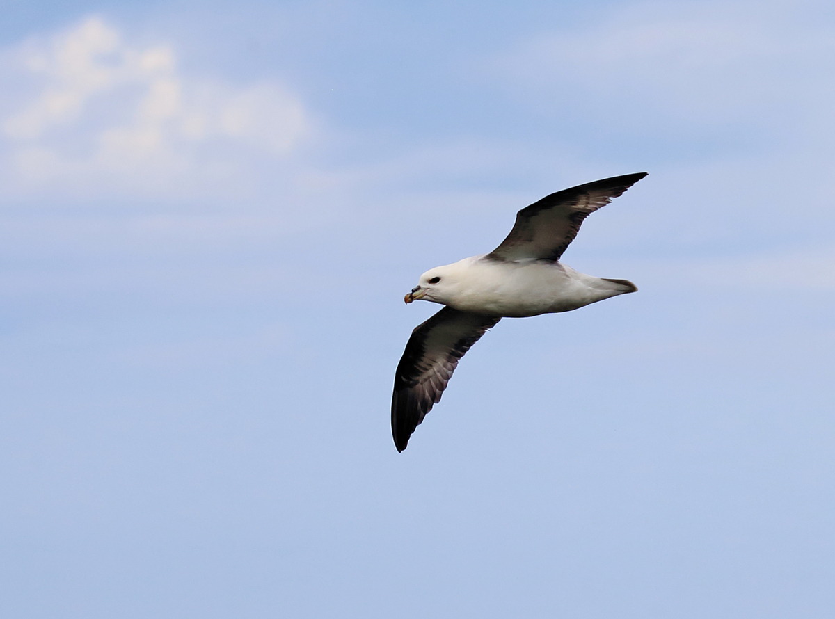 Fulmar in flight